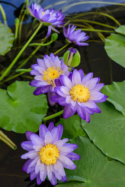 Mooi bloeiende lotusbloem - Foto, afbeelding