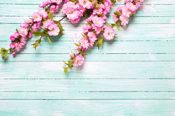  Pink almond  flowers - Photo, Image