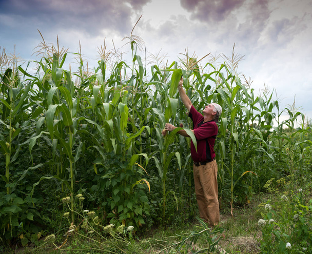 Фермер изучает кукурузу
 - Фото, изображение