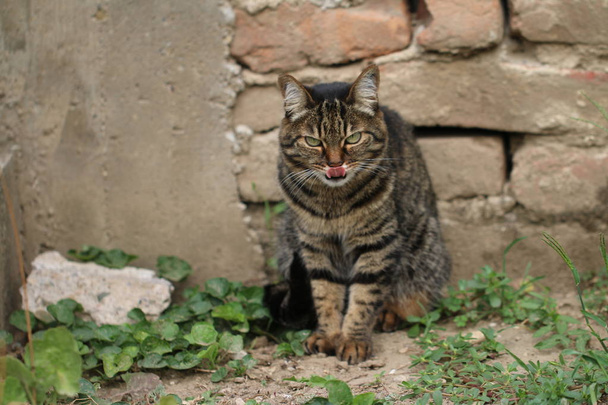 Gato gris mira con una mirada enojada
 - Foto, Imagen