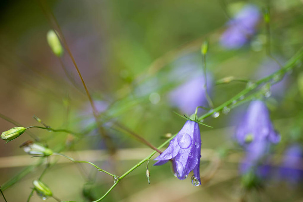 violeta bellflower macro foco seletivo
 - Foto, Imagem