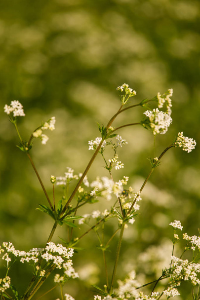 Krásné bílé bedstraws kvetoucí na letní louce. Pulzující closeup s malou hloubkou ostrosti. - Fotografie, Obrázek