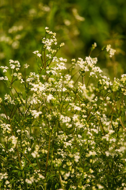 夏の草原の花の美しい白を bedstraws。フィールドの浅い深さで活気のあるクローズ アップ. - 写真・画像