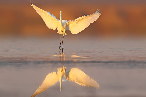 Great white heron landing on the water early morning - Photo, Image