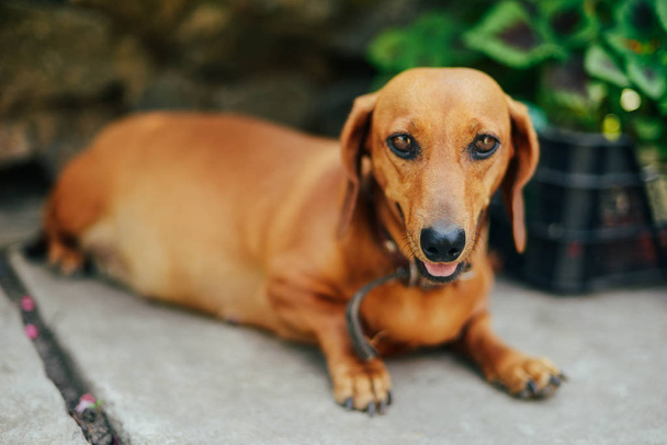 Dachshund dog in outdoor. Beautiful Dachshund sitting in the woo - Photo, Image