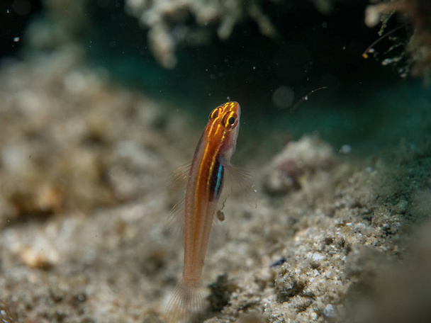 Goby fish at under the sea - Photo, Image