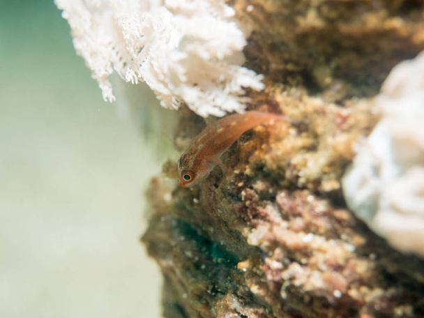 Риба Гобі під морем
 - Фото, зображення