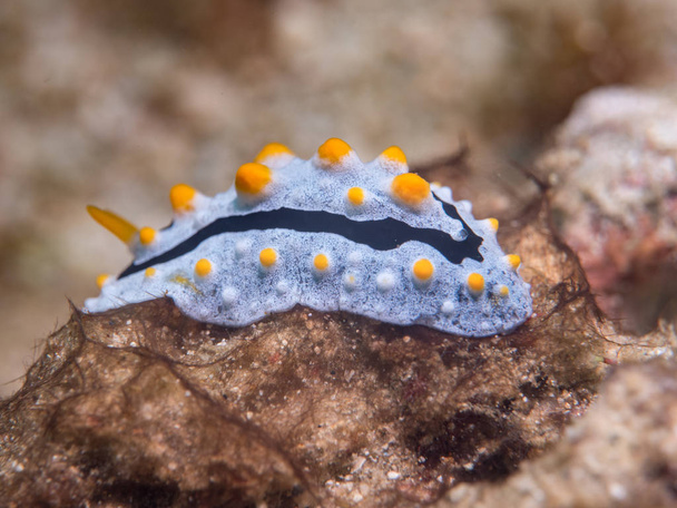 nudibranca sotto il mare
 - Foto, immagini