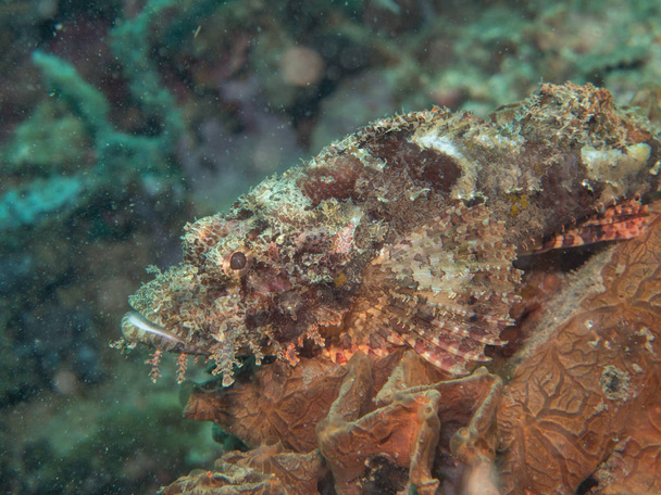 scorpion fish at under the sea - Photo, Image