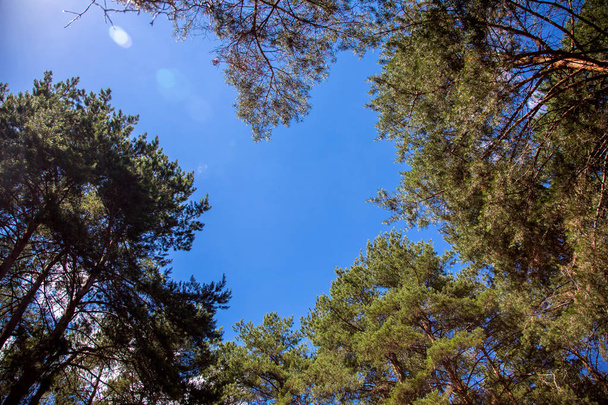 Pine wood trees. - Фото, изображение