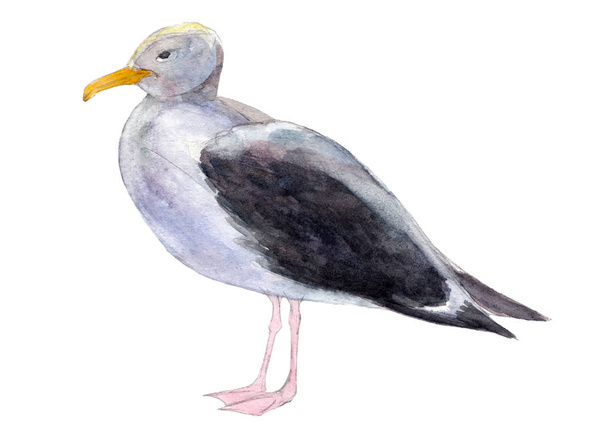Watercolor seagull isolated on white background, hand drawn illustration. - Photo, Image