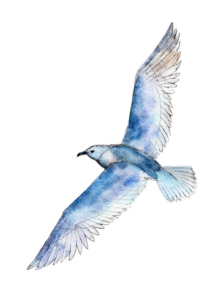 Watercolor seagull isolated on white background, hand drawn illustration. - Foto, afbeelding