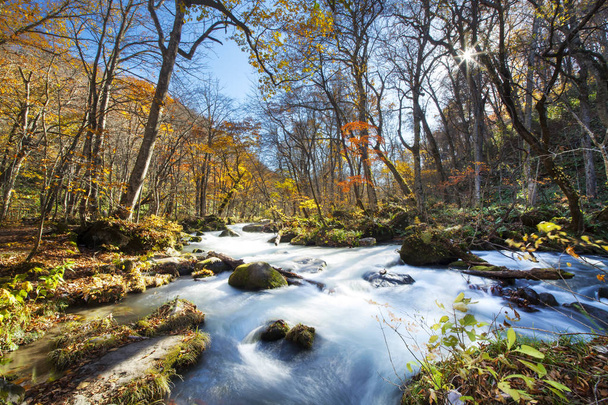 Oirase soutěska krásné řeky druing podzimní sezónu, Japonsko - Fotografie, Obrázek