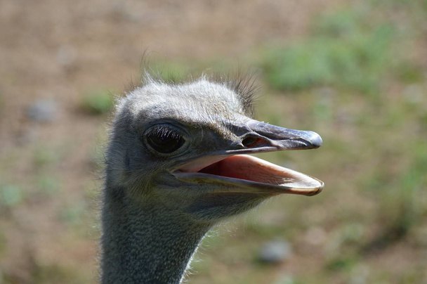 Struisvogel in de buitenlucht - Foto, afbeelding