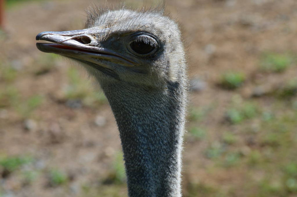 Ostrich in the outdoors - Fotó, kép