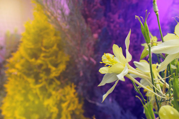 Aquilegia žlutý květ na barevné pozadí - Fotografie, Obrázek