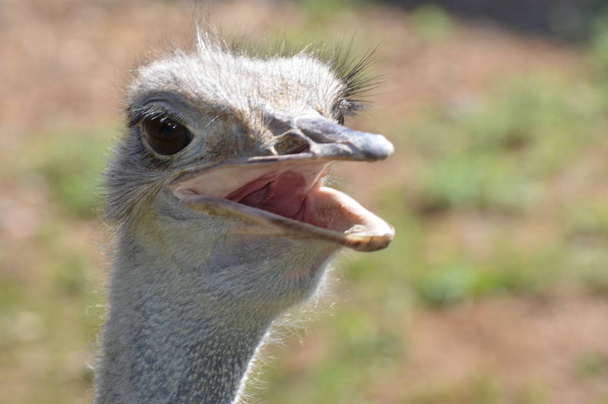 Ostrich in the outdoors - Foto, immagini