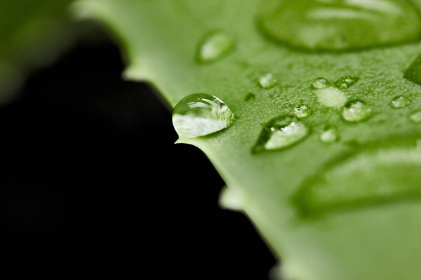 Drops of water on leaf of aloe vera.Macro photography - Φωτογραφία, εικόνα
