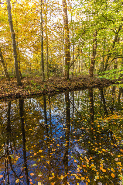 красивый осенний лес с водными отражениями
 - Фото, изображение