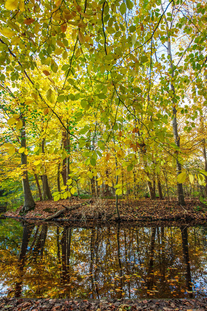 красивый осенний лес с водными отражениями
 - Фото, изображение
