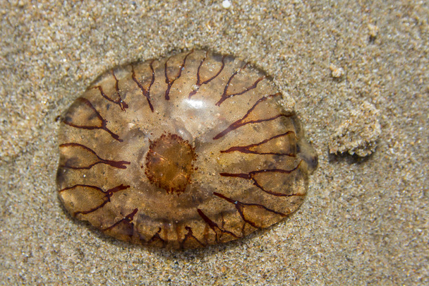 compass jellyfish washed ashore on sandy beach - Photo, Image