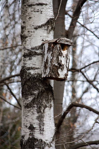 Kuş yuvası bir huş ağacı üzerinde - Fotoğraf, Görsel
