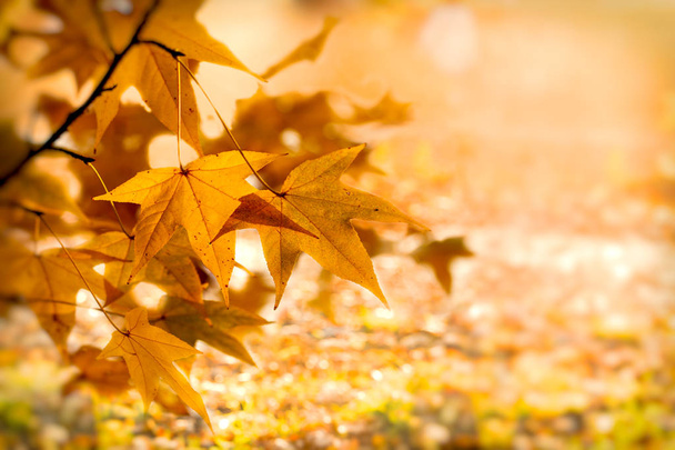 Podzimní listí - listy (krásná příroda na podzim) - Fotografie, Obrázek