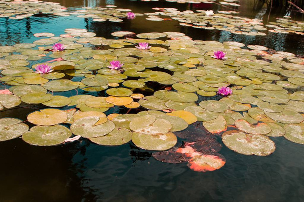 water lilies on a pond - Фото, изображение