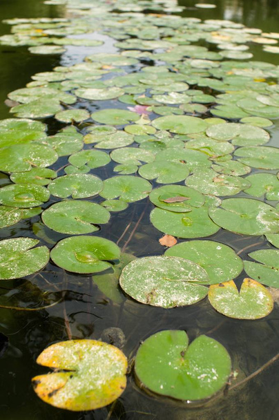 Lirios de agua en un estanque
 - Foto, Imagen