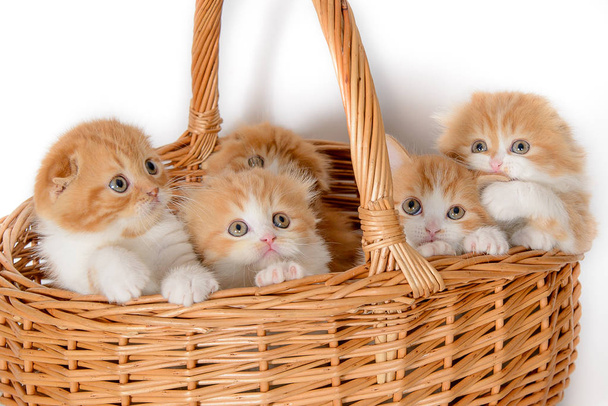 Hodně červené koťátkách v proutěném košíku s perem  - Fotografie, Obrázek