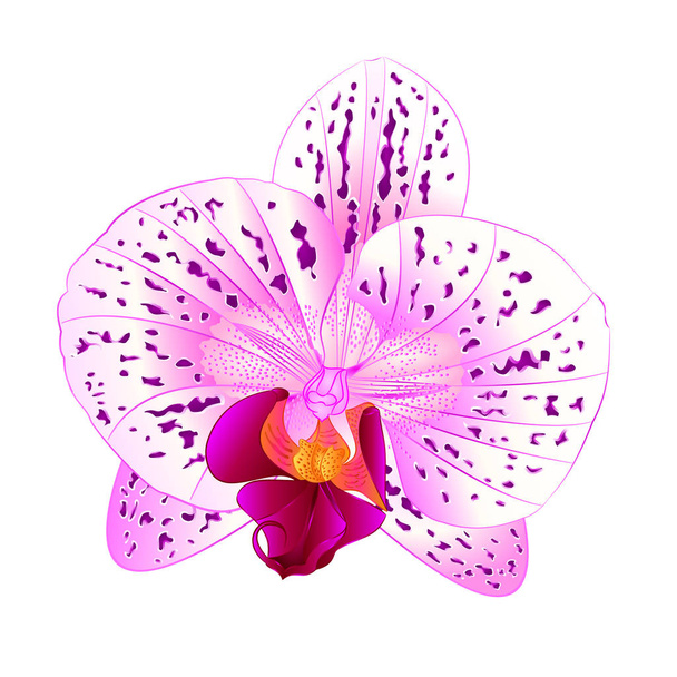Beautiful  Orchid Phalaenopsis purple and white flower closeup isolated vintage  vector illustration  - Vector, Image