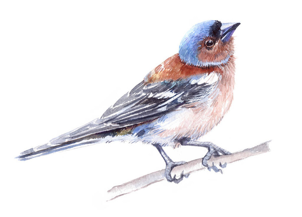 Watercolor single finch animal isolated  - Фото, изображение