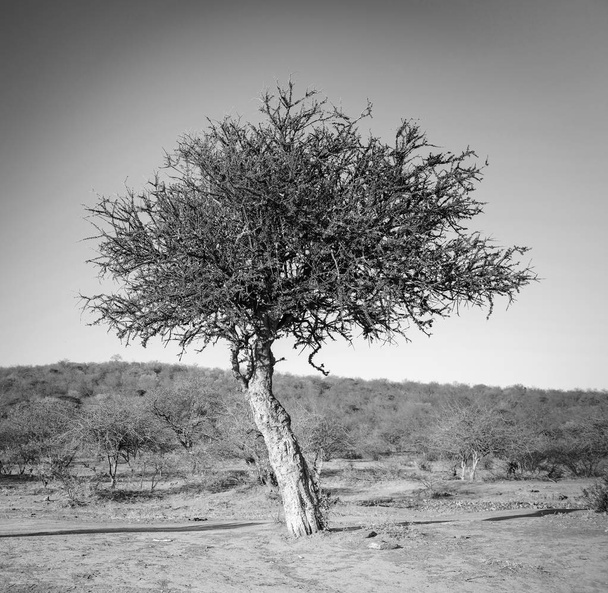 Acacia Tree Africa Black And White - Photo, Image