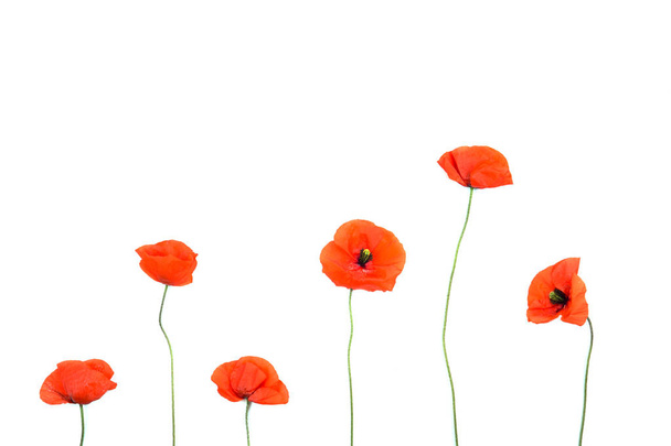 Red poppies on white background - Photo, Image