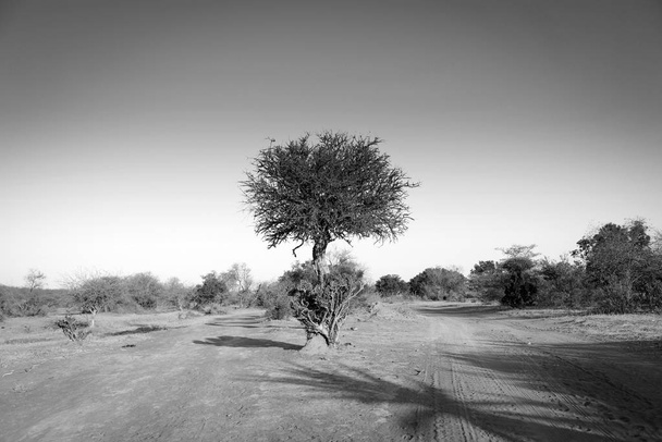 Acacia Tree Botswana Africa Black And White - Photo, Image