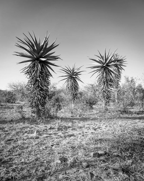 Aloe Vera stromy Afrika černá a bílá - Fotografie, Obrázek