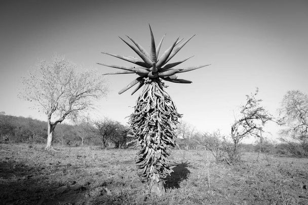 AloëVera bomen Botswana Afrika zwart-wit - Foto, afbeelding