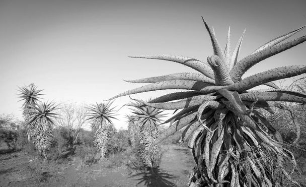 aloe vera trees botswana africa schwarz und weiß - Foto, Bild