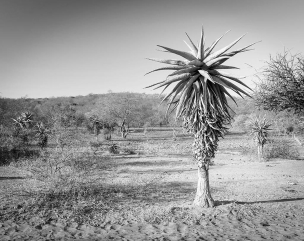 Aloe Vera stromy Botswana Afrika černá a bílá - Fotografie, Obrázek