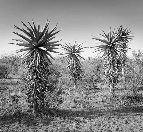 Aloë Vera bomen Botswana zwart-wit - Foto, afbeelding