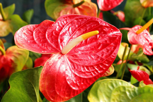 Flamingo flower at beautiful in the nature - Photo, Image