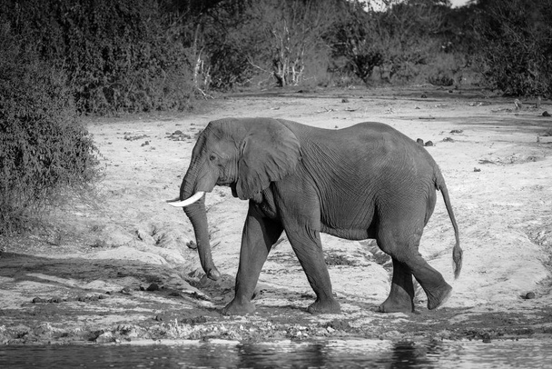 Bull Elephant marchant le long de la rivière Noir et Blanc
 - Photo, image