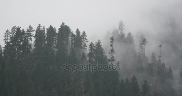 4k Bergnebel steigt am Morgen, Nebelkiefern, Bomi County in Tibet. - Filmmaterial, Video