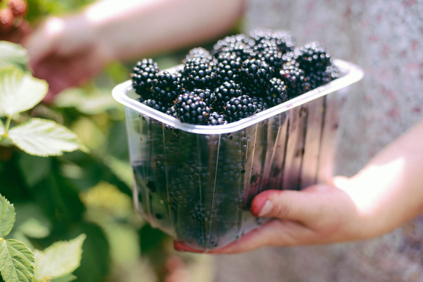 Hands picking blackberries during main harvest season with baske - Fotoğraf, Görsel