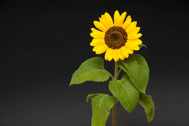 sunflower. isolated on black background. - Foto, afbeelding