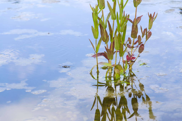 Plantas utilizadas na lagoa de natação natural para filtrar a água
  - Foto, Imagem