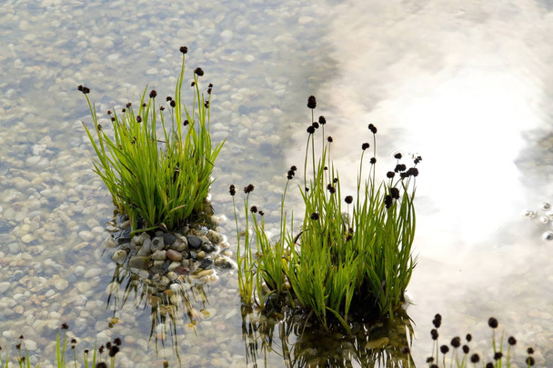 Φυτά που χρησιμοποιούνται στην φυσική λίμνη για κολύμπι για φιλτράρισμα νερού  - Φωτογραφία, εικόνα