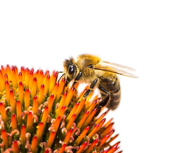 Bijen verzamelen van nectar op een conflower bloesem - Foto, afbeelding