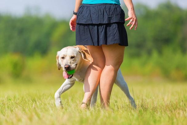 mature woman plays with a labrador outdoors - Photo, Image