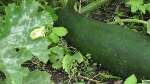 Zucchini growing in the garden. Gardening, agriculture, harvest concept - Footage, Video